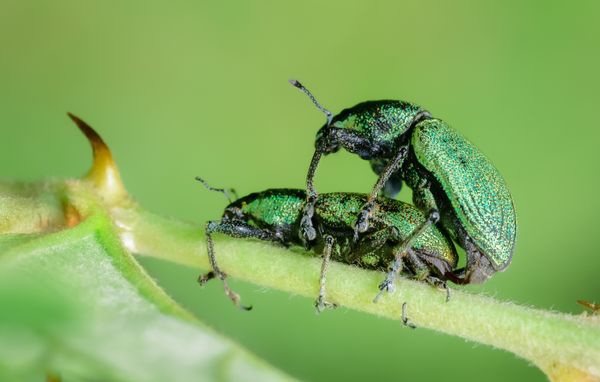 Green Beetle mating thumbnail