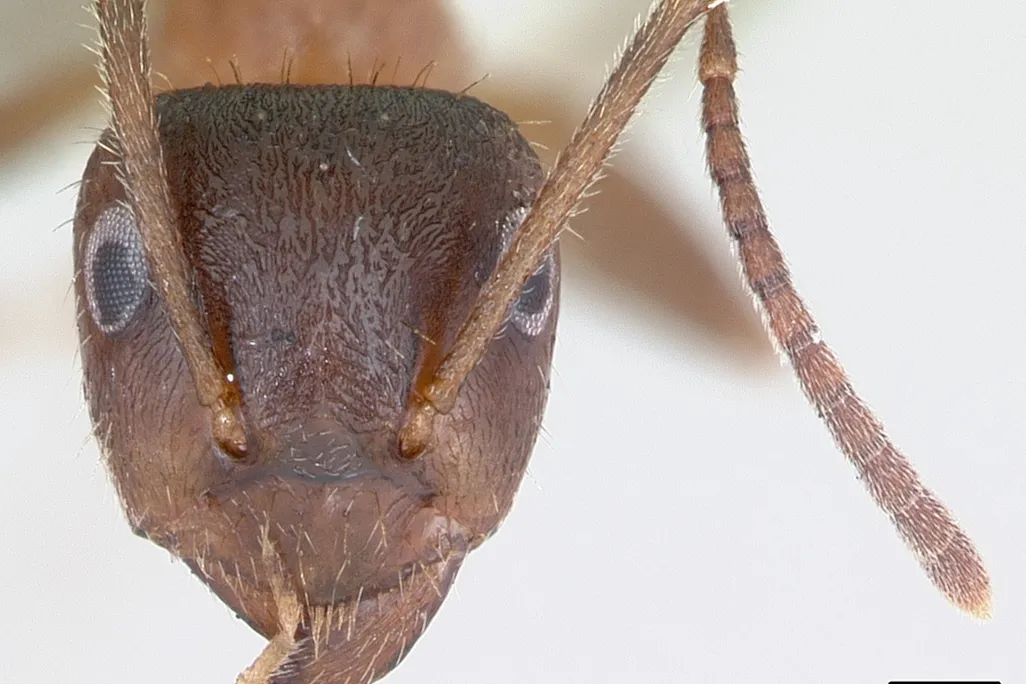 ManhattAnt Up Close