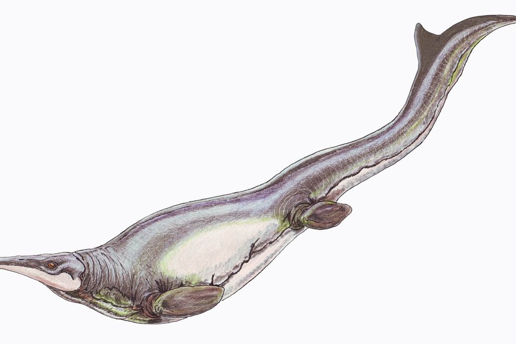 Plotosaurus
