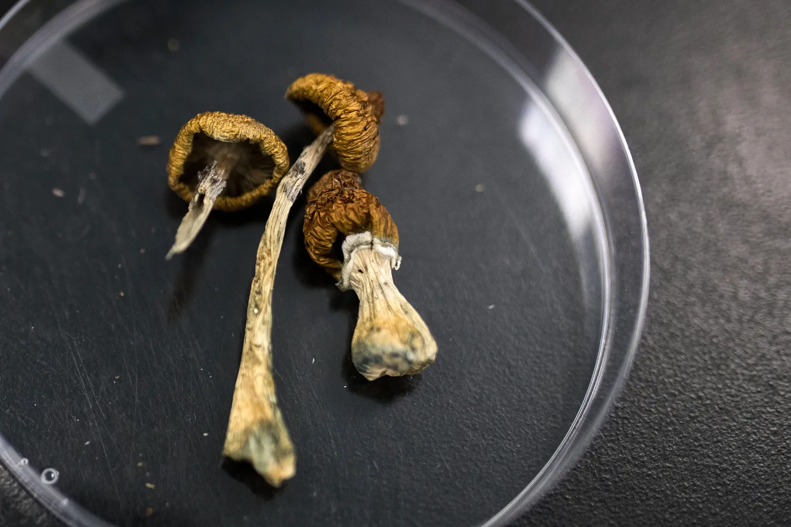 A Psychedelic Compound Found in 'Magic' Mushrooms Might Prevent Debilitating Nerve Damage and Pain Caused by Chemotherapy