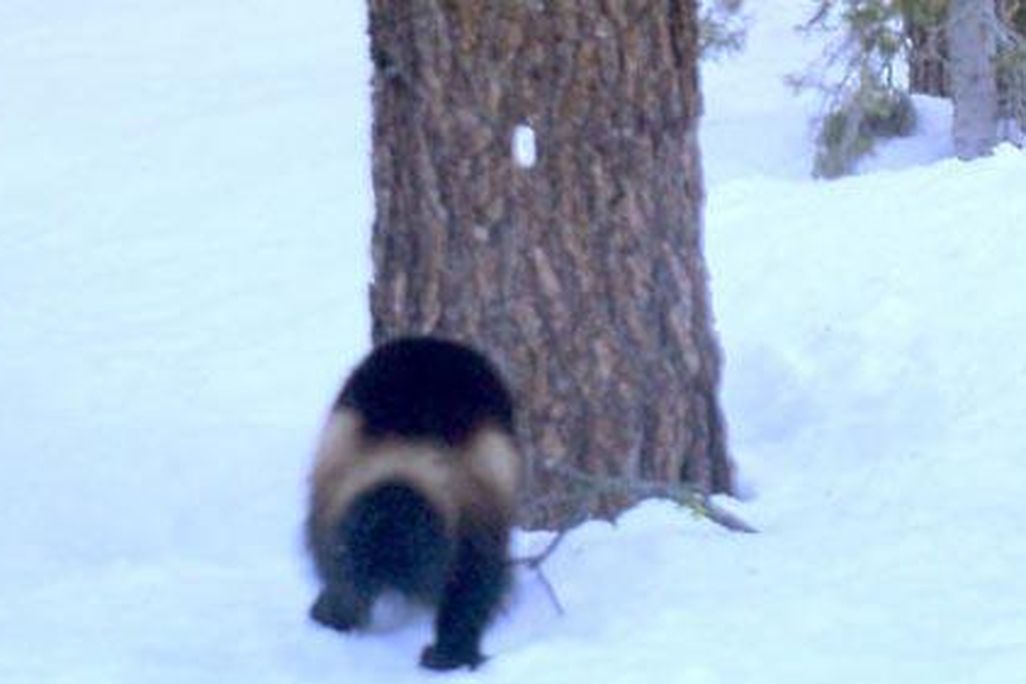 wolverine.jpg