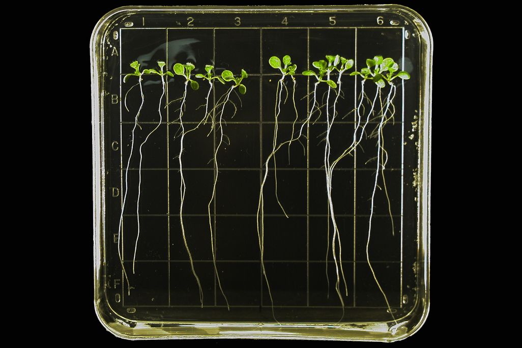 Thale Cress