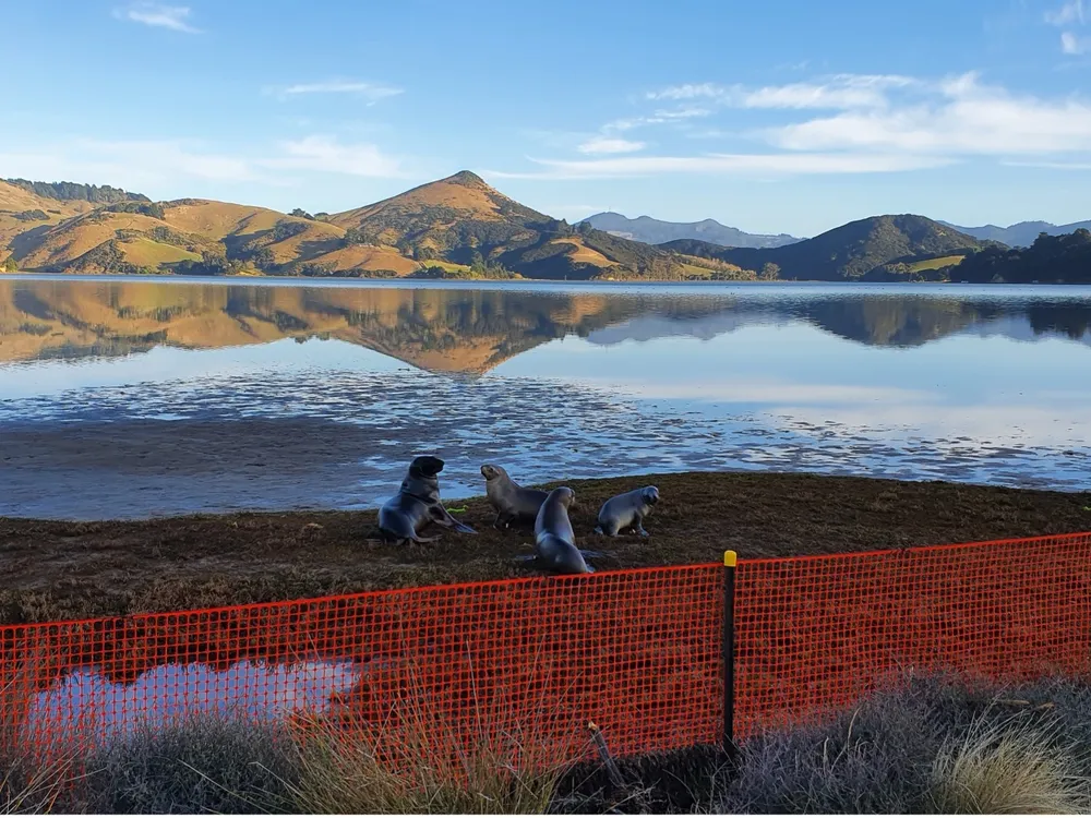 A landscape image of four sea lions on the shoreline of a body of water. There is an orange mesh fence behind them. In the background, there are tall brown mountains and a bright blue sky.