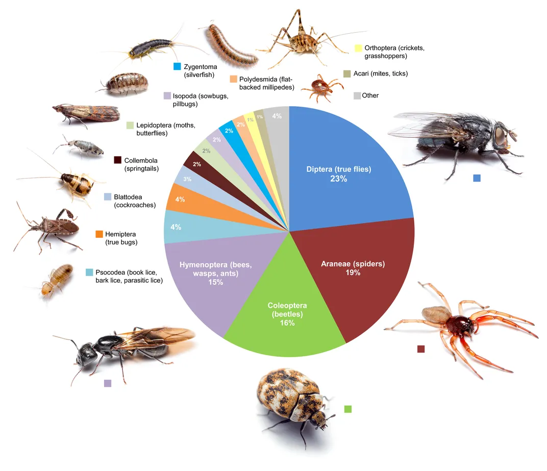 Dozens of Insects and Spiders May Live in Every Room of Your House