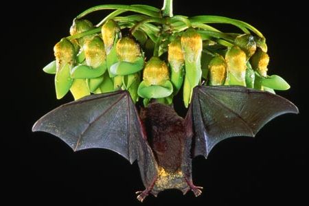 An Underwood's long-tongued bat feeds on Mucuna flowers while in flight.