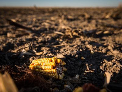 An ear of corn sits on topsoil in Nebraska, part of the nation’s Corn Belt. Scientists estimate the region has lost about 35 percent of its topsoil.