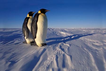 While penguins have feathers that shield their skin from radiation, their eyes remain unprotected. Increased ultraviolet radiation exposure could also have harmful effects for Antarctic organisms like seals, krill and plankton, per a new paper.