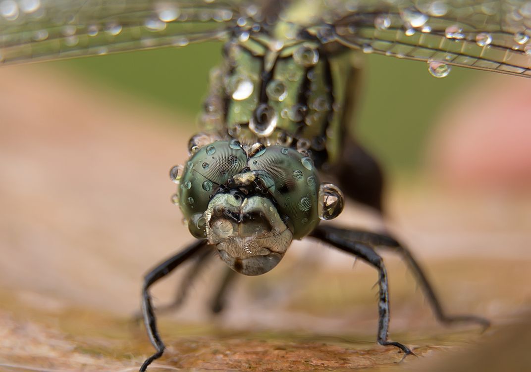 Dragonfly | Smithsonian Photo Contest | Smithsonian Magazine