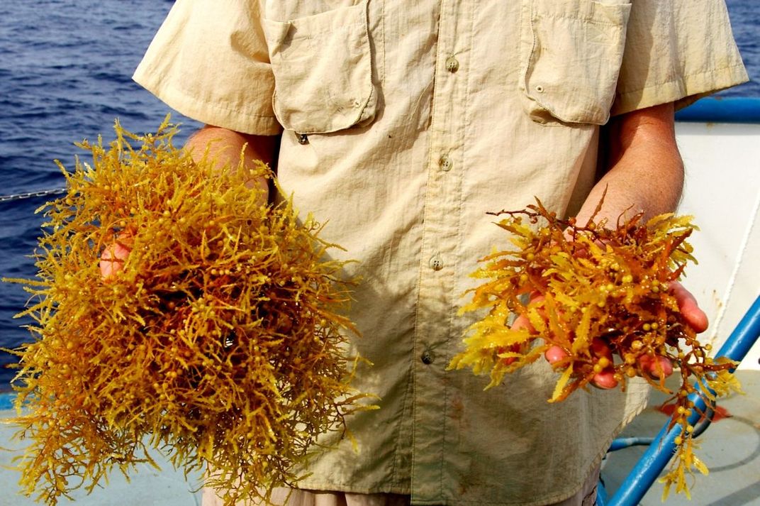 Person holding up clumps of seaweed in hands