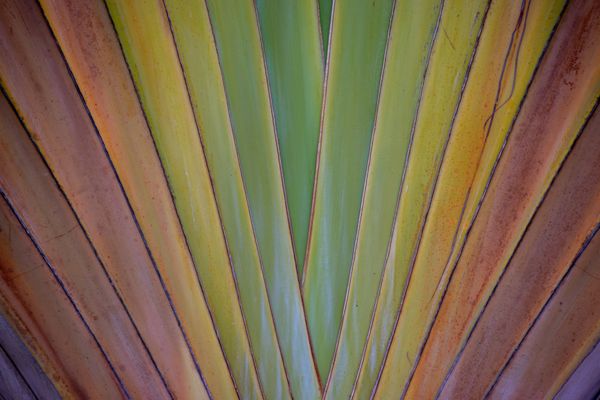 Colorful Palm Tree thumbnail