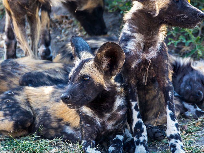 African Dogs | Smithsonian Photo Contest | Smithsonian Magazine