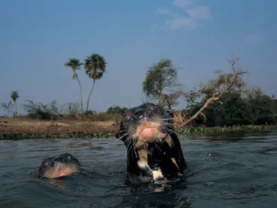 otter_head.jpg