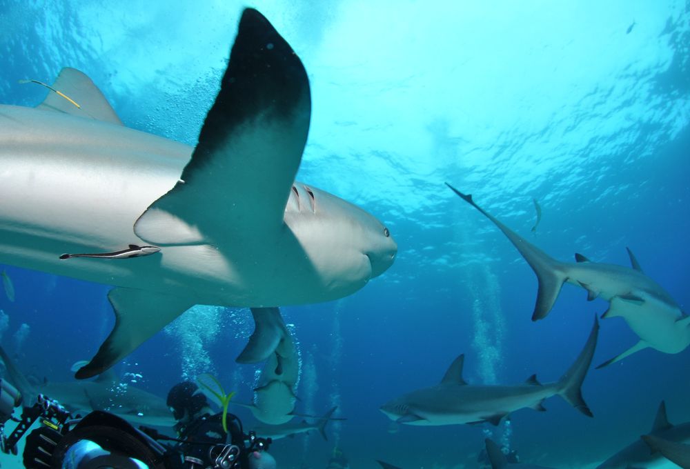Sharks in Bahamas