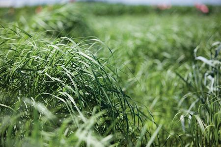 It seems that it’s only a matter of time before we have the technology for switchgrass, shown here, to replace corn as a feedstock for ethanol.