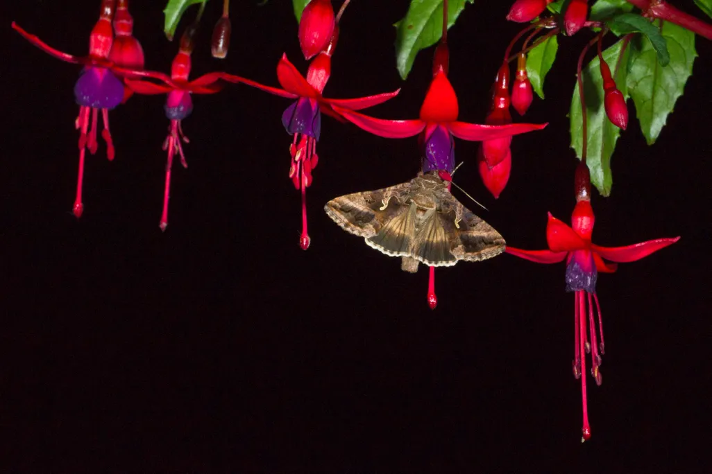 Moth pollinating flower