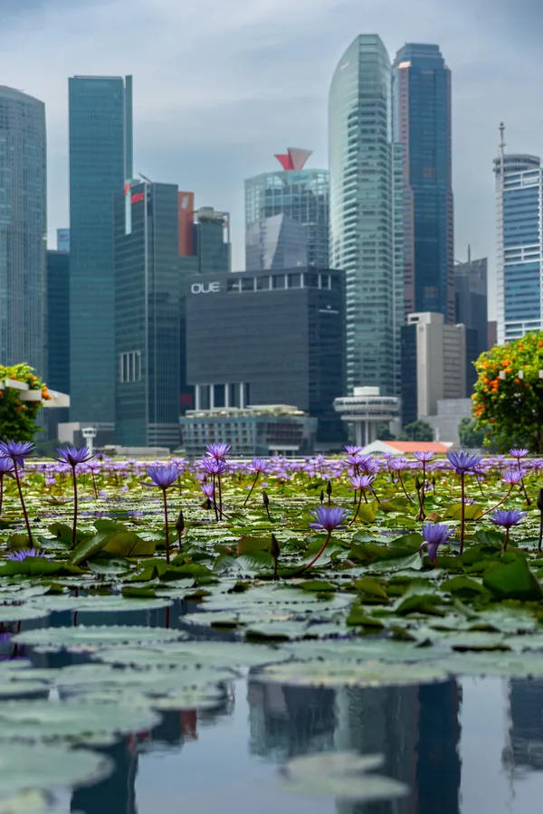 Reflections of Singapore thumbnail