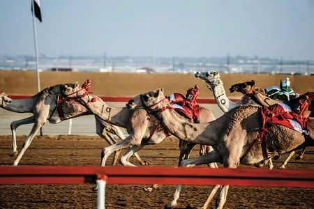 Robot jockeys ride camels in Abu Dhabi.