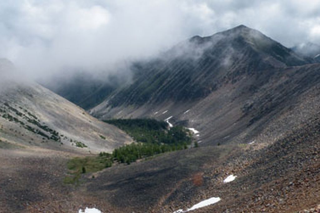 Trees grow at high elevations in the Rockies, fed by melting snow.