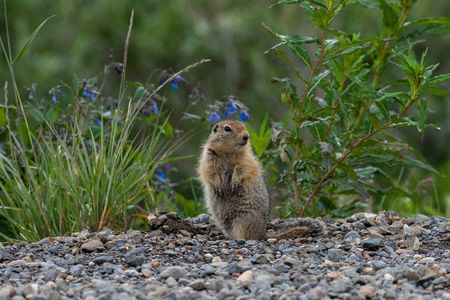 A ground squirrel stands on its hind legs in gravel with greenery in the background.