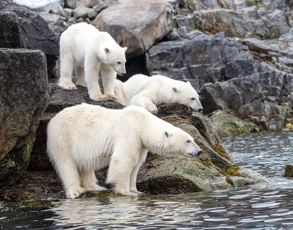 Female Polar Bear and Cubs thumbnail