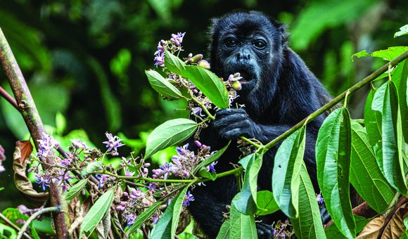 A black monkey sits on a tree branch, looking at the camera and eating flowers