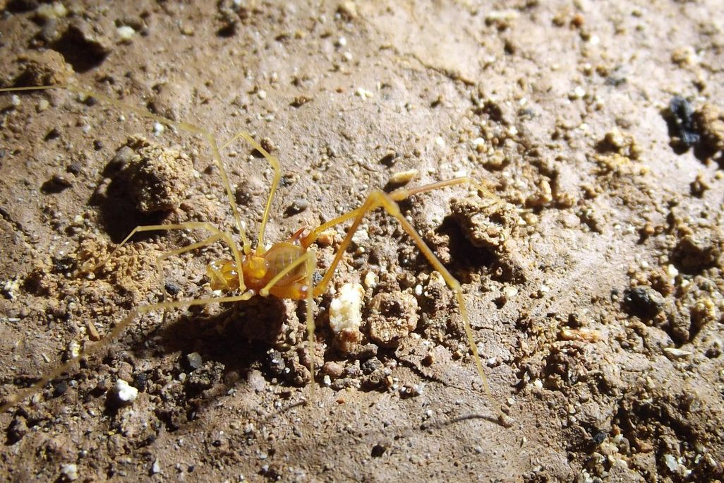 smeagol arachnid