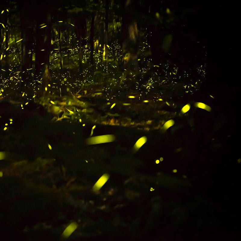 Blue Ghost Fireflies Near Asheville just