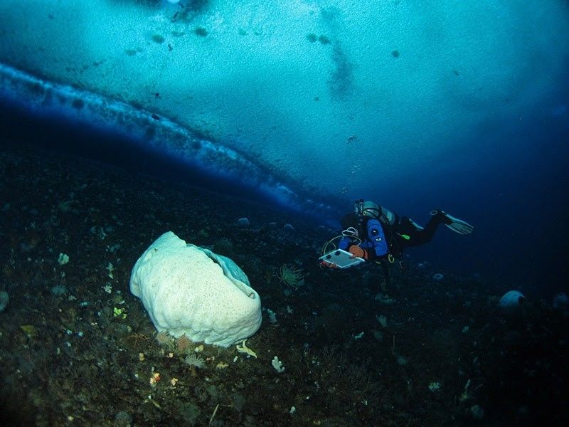A diver photographing a white sea sponge.