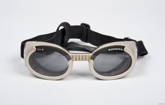 Photo of white dog goggles