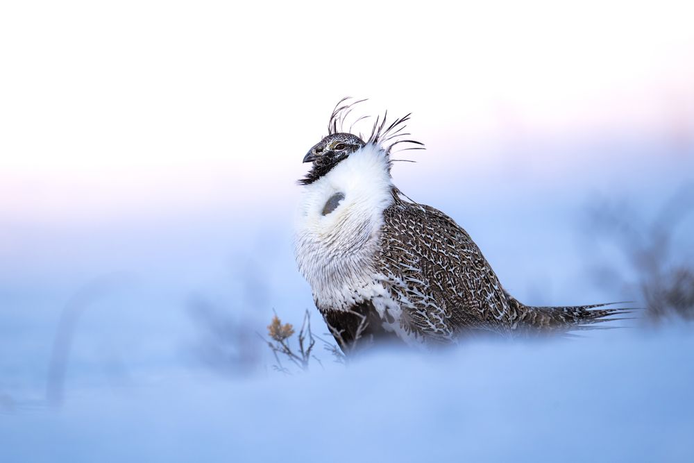 On a cold spring morning, I ventured out in hopes of finding sage grouse strutting in their lek, an almost prehistoric looking behavior to witness. This particular spring had been more wintery than usual, and a thick crust of snow and hard ice lay over the entire area. As a result, I had a unique opportunity to get portraits of these birds in some staggeringly beautiful scenery. I laid down against the ground as the sun rose, igniting the snow behind us with a lovely pink hue as it lit up the valley. A male sage grouse emerged from a dip in the shadows and began to strut, his display looking almost like the panache of a medieval warrior as he flared his unique feathers and inflated his chest sacs. My 800mm lens allowed me to photograph portraits of this incredible animal at a respectable distance that did not alter his behavior. I rather like how the portrait turned out, especially the sunrise behind him, the flair of his plumage, and the impressive confidence found only in a strutting bird.