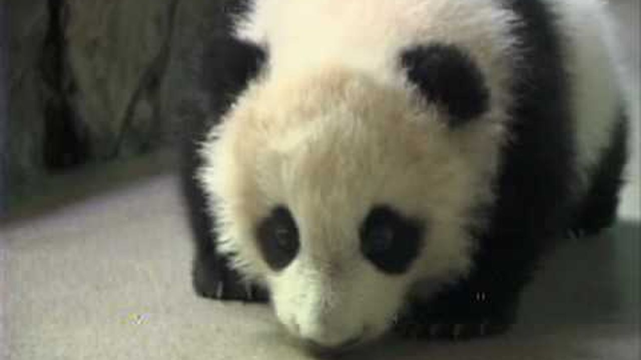 Preview thumbnail for Farewell Panda, Tai Shan Leaves for China