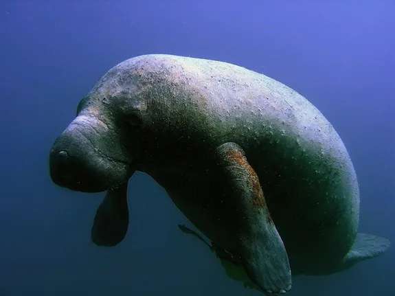 20120926091012manatee.jpg