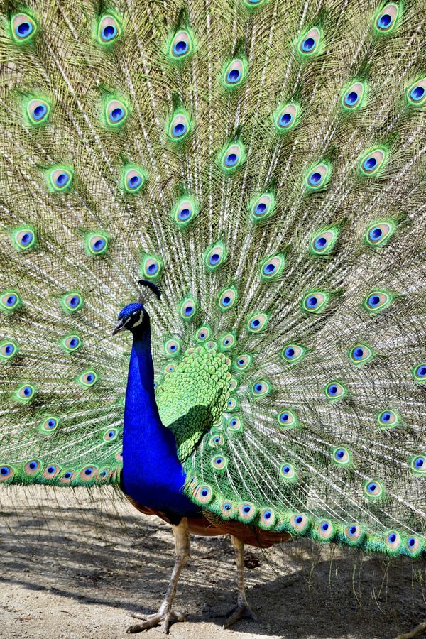 Eyes of a Peacock thumbnail