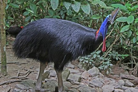 "Endangered, you say?"