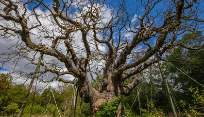 Major Oak, the 1,200-Year-Old Tree with Ties to the Robin Hood Legend, Is Presumed Dead After Failing to Produce Leaves