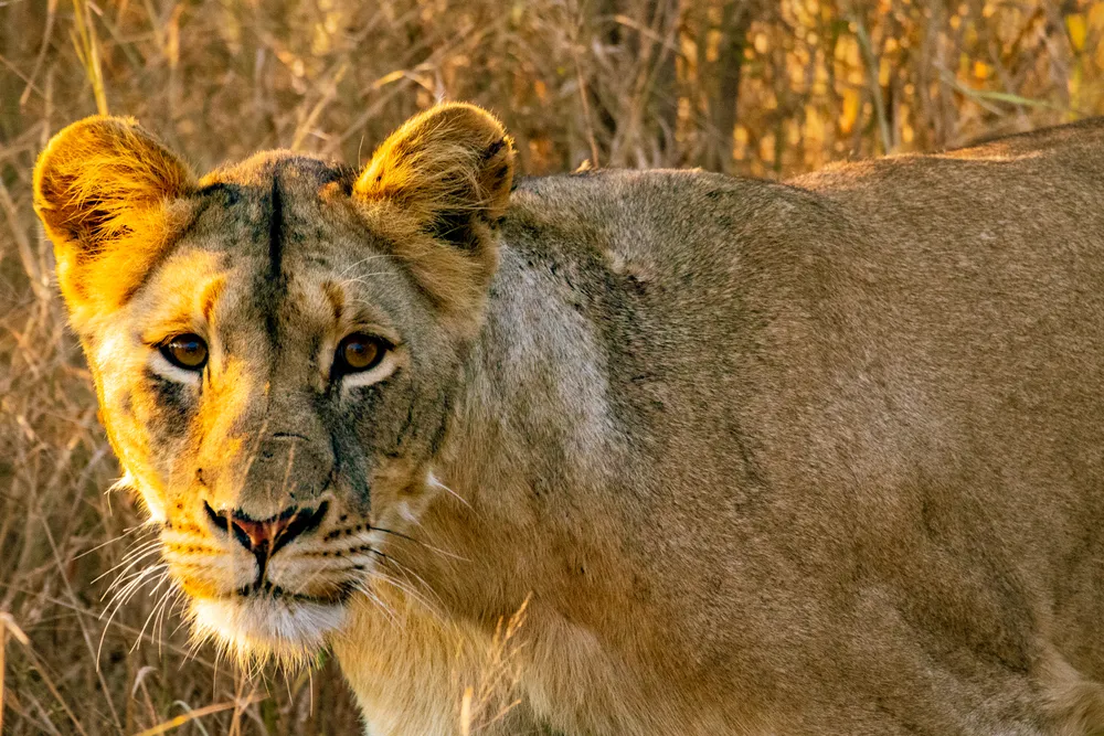 A lioness stalks a herd of impala. Kruger National Park, South Africa.