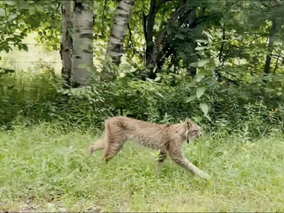 A still from a video captured by Vermont resident&nbsp;Gary Shattuck, featuring the lynx walking alongside a road in Rutland County, Vermont, on August 17.