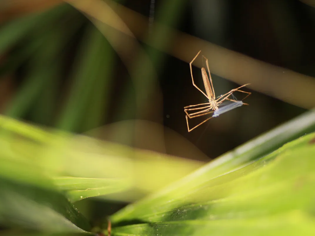 Păianjen care ține plasa pentru a captura prada