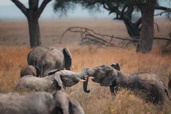 Playful Rivals thumbnail