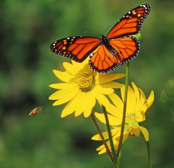 Monarch butterfly in flight thumbnail