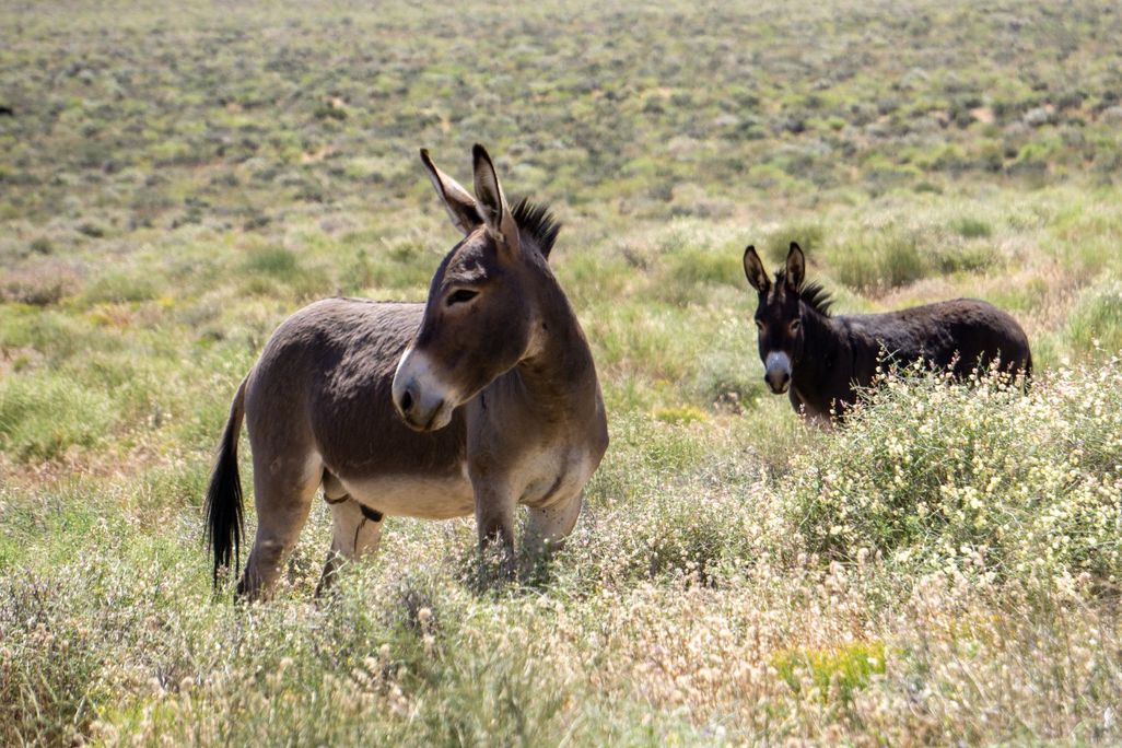 Two donkeys in an open field.