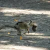 Squirrels Are Displaying 'Widespread Carnivorous Behavior' for the First Time in a California Park, New Study Finds icon