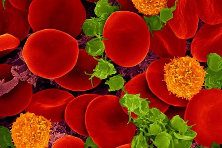 Human blood contains red blood cells, T-cells (orange) and platelets (green)