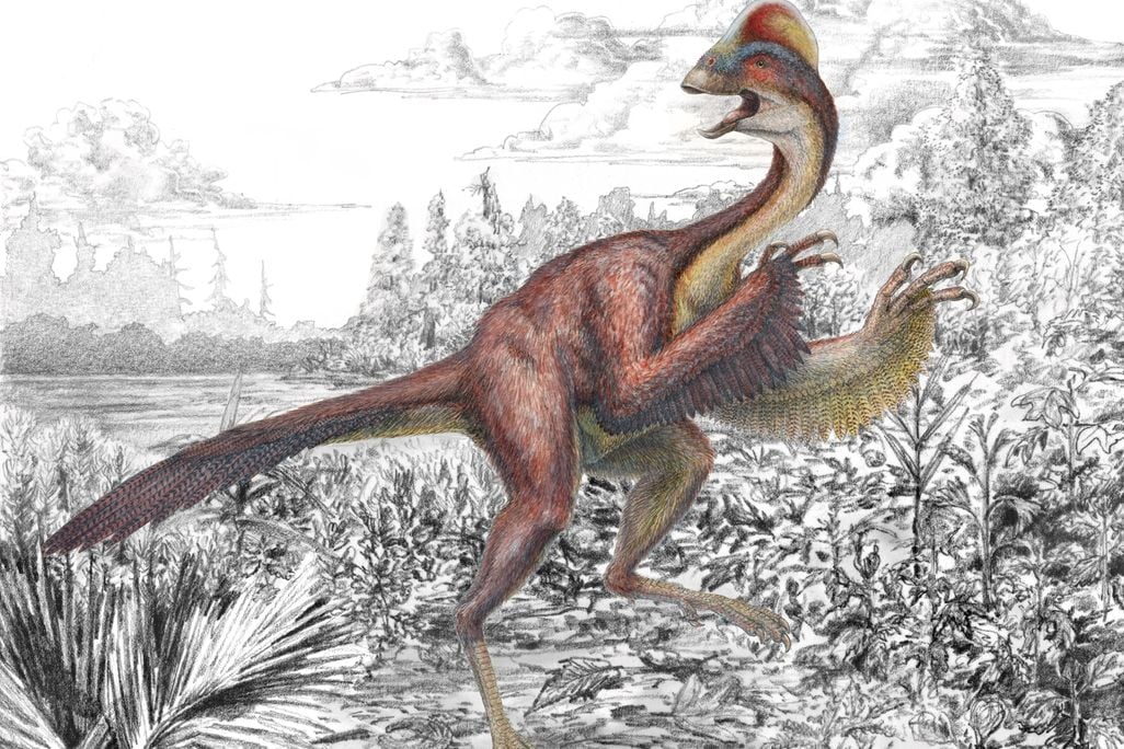 Oviraptorosaurian-pic-4