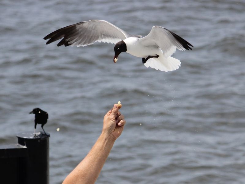 Seagull taking french fry | Smithsonian Photo Contest | Smithsonian ...