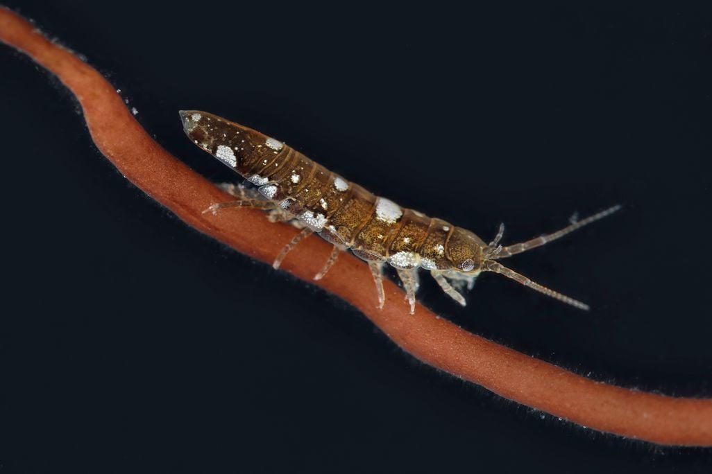Crustacean