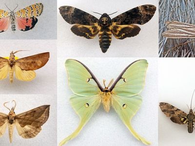 There are about 160,000 species of moths and butterflies worldwide, each with unique characteristics. (Smithsonian)