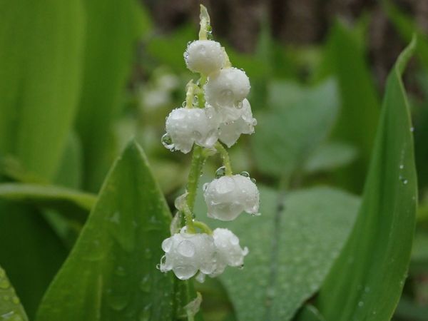 Lily of the Valley Wearing Rain Drops. thumbnail