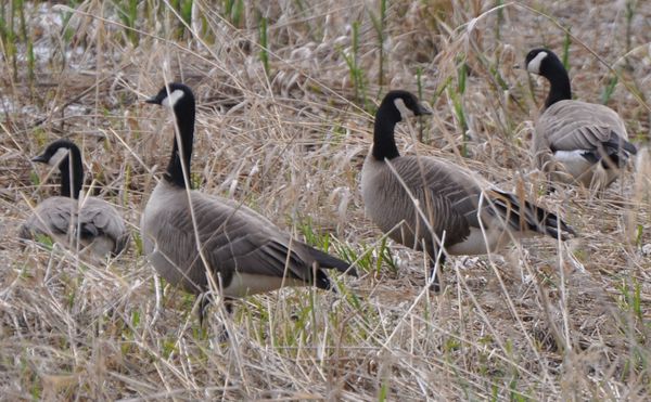 Canada Geese northward flight rest stop. thumbnail