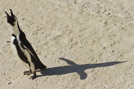 An African penguin (Spheniscus demersus) calls out near Table Mountain National Park, Cape Town, South Africa. 